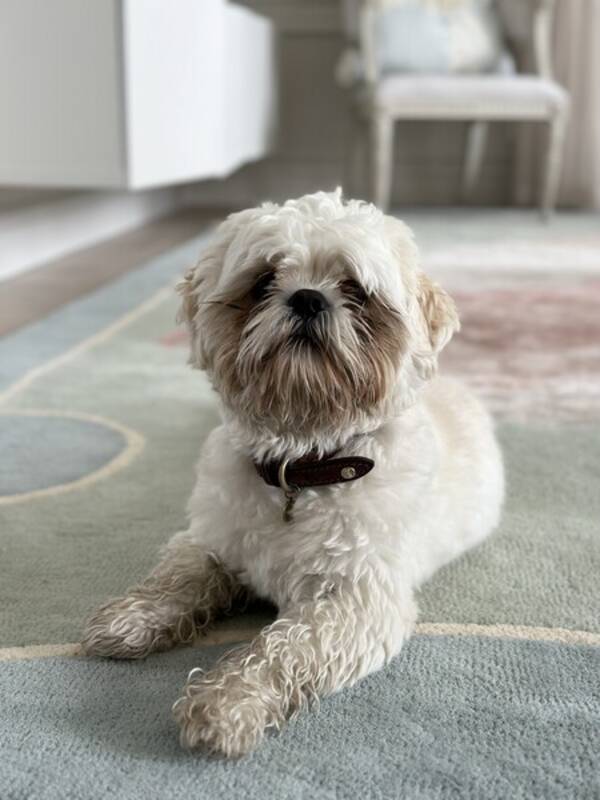 Hund - Shih Tzu