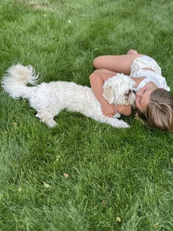 Hund - Shih Tzu