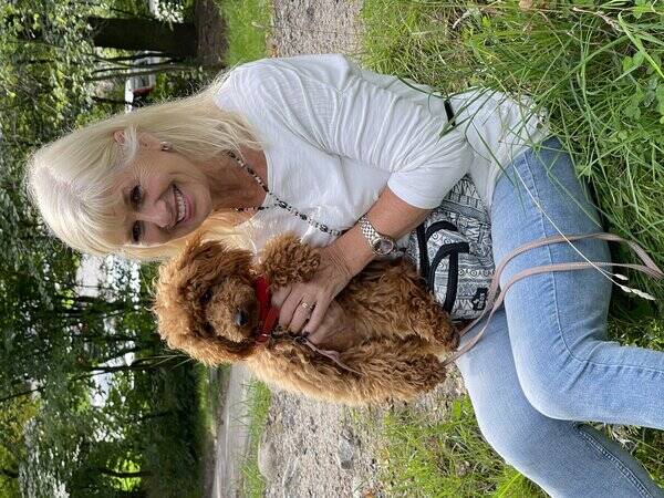 Hund - Pudeln Lizzy Hund - Pudeln Lizzy