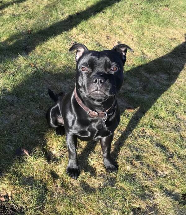 Hund