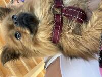 Pomeranian, tibetansk spaniel
