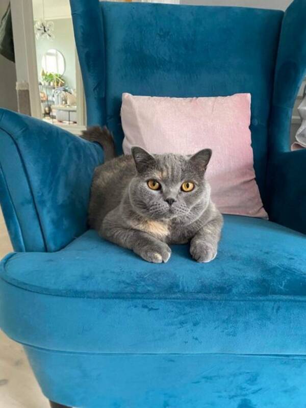 Katt - Katt Murphy