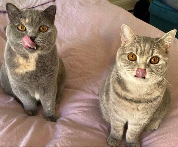 Katt - Katt Murphy