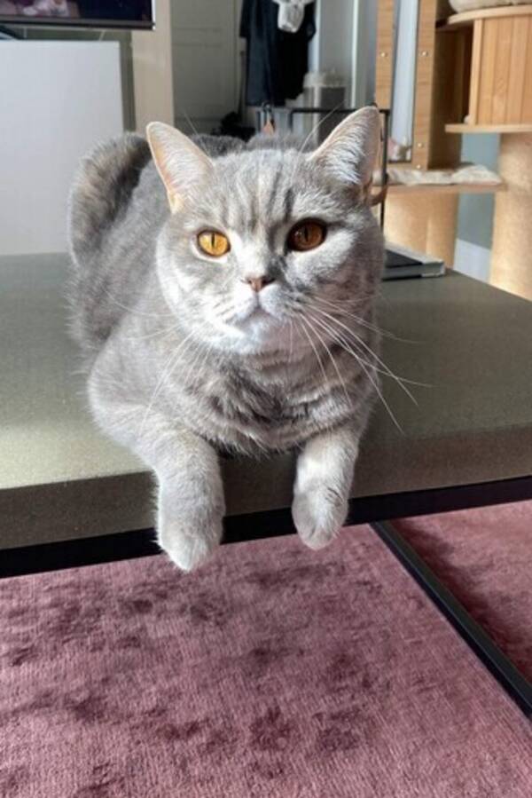 Katt - Katten Friday 