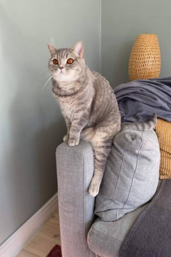 Katt - Katten Friday 