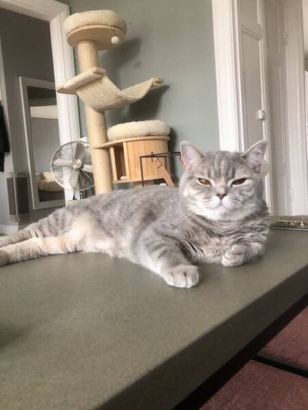 Katt - Katten Friday 