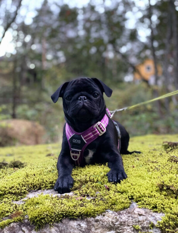 Hund - Mops Hund - Mops