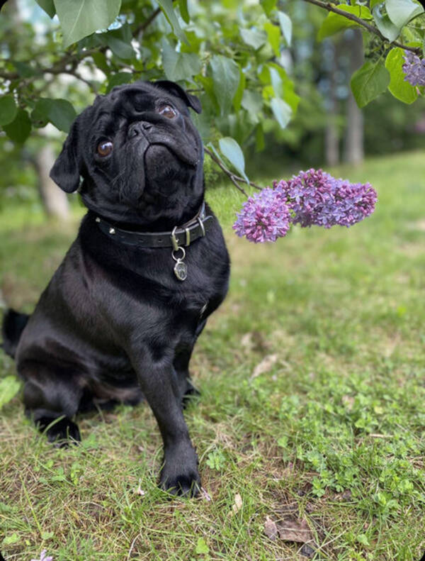 Hund - Mops Hund - Mops