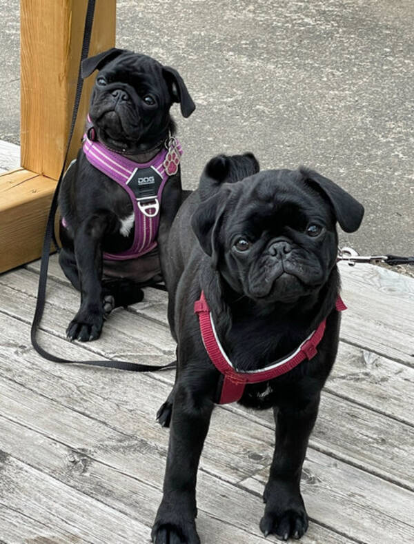 Hund - Mops Hund - Mops