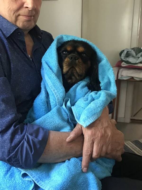 Hund