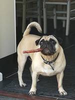 Hund Hund