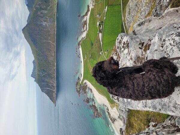Hund - Zorro