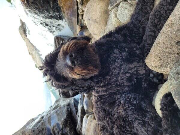 Hund - Zorro