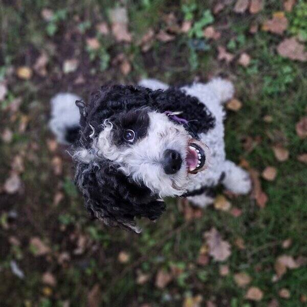 Hund - Spansk Vattenhund Chili
