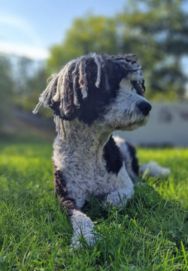 Hund - Spansk Vattenhund Chili