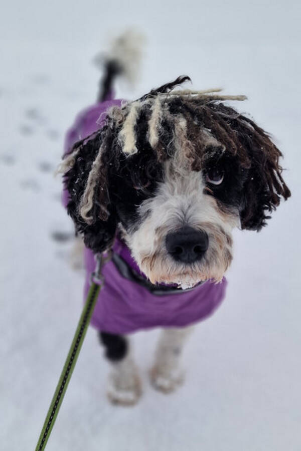 Hund - Spansk Vattenhund Chili