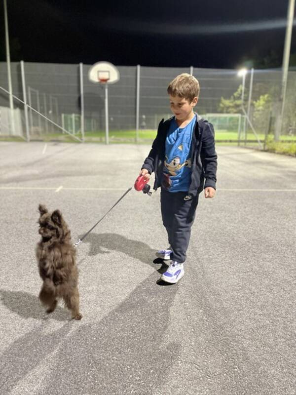 Hund - Pomapoo Elsa
