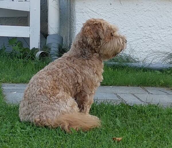 Hund - bichon havanese