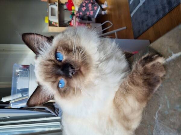 Katt - Ragdollkatt som heter Cookie 