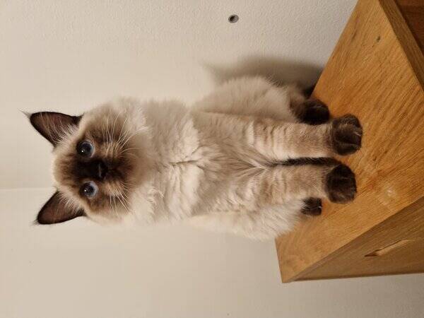 Katt - Ragdollkatt som heter Cookie 