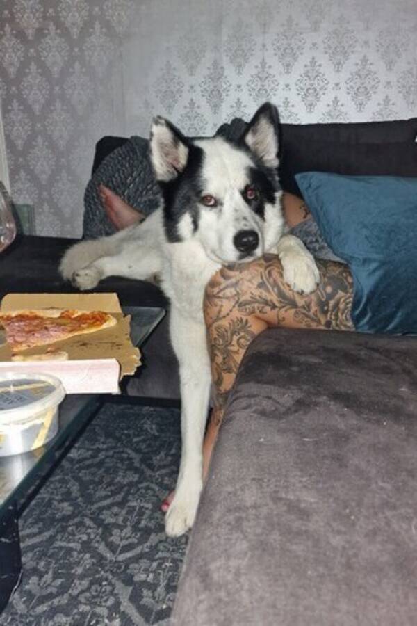 Hund - Hunden waldemar 