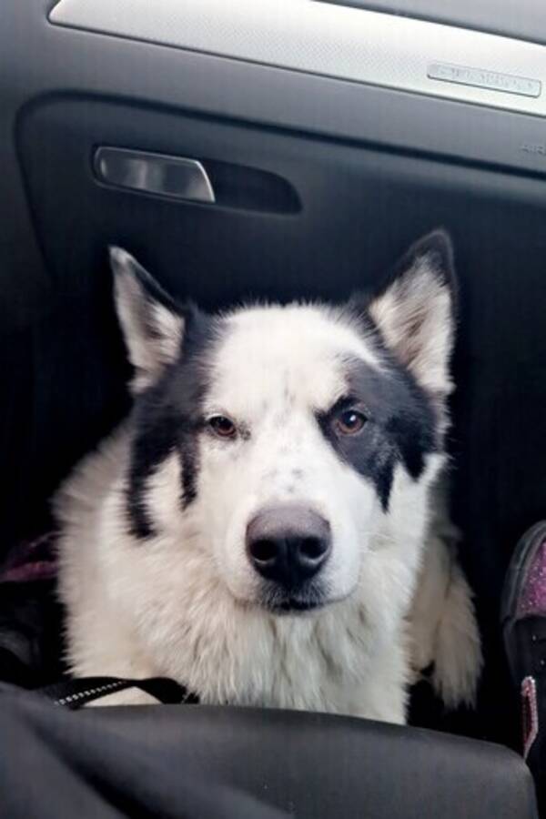 Hund - Hunden waldemar 