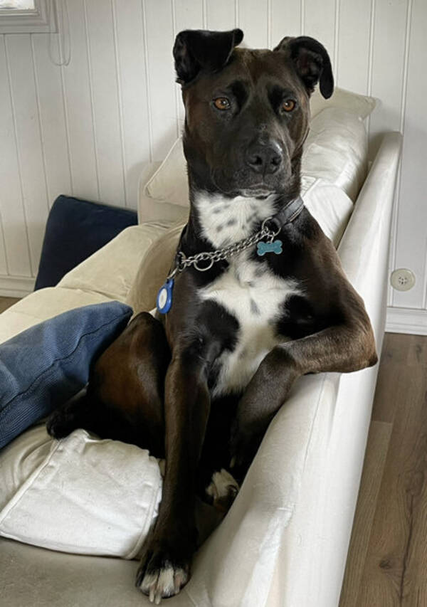 Hund - Ringo star och Stella 