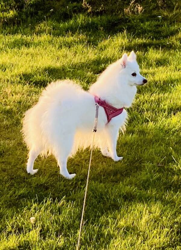 Hund - Japansk spets 