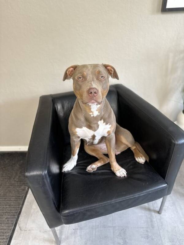 Hund - Bully xl Lucy