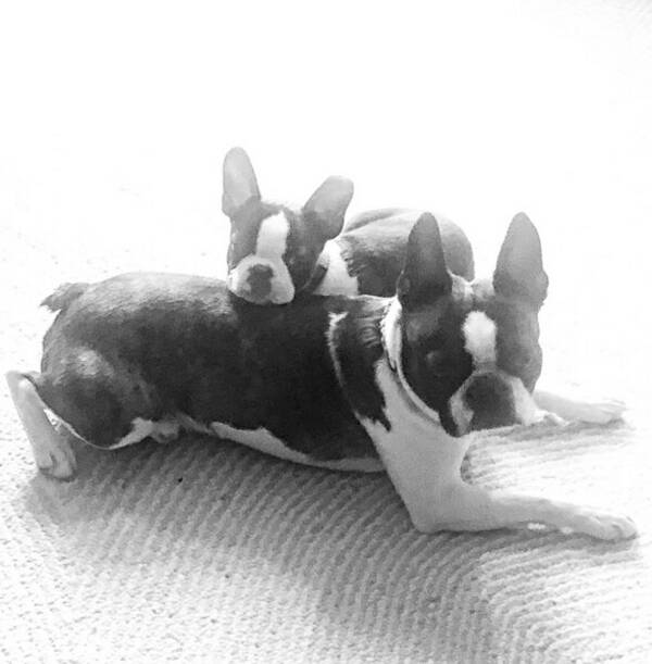 Hund - Bostonterrier