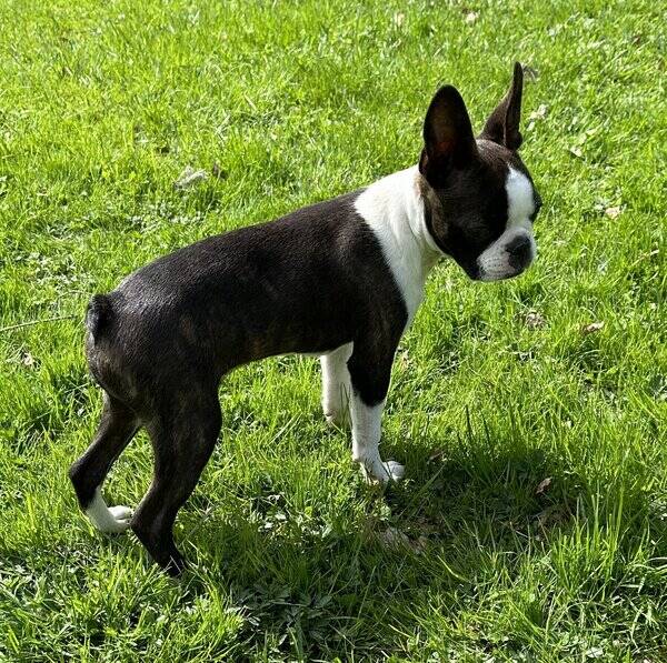 Hund - Bostonterrier