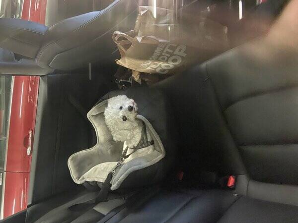 Hund - Bichon frisn Ella