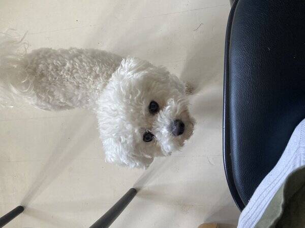 Hund - Bichon frisén Ella Hund - Bichon frisén Ella