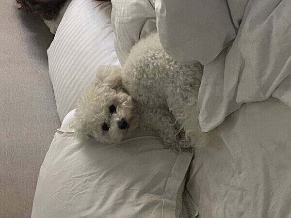 Hund - Bichon frisn Ella