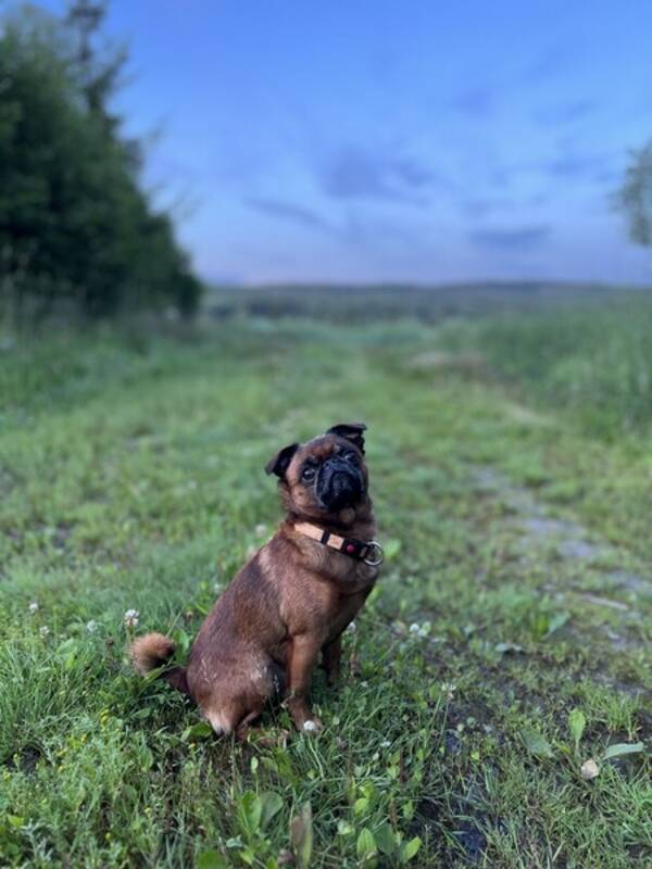 Hund - Petit brabancon