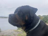 Rottweiler Amigo 