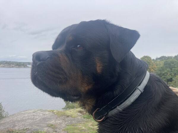 Hund - Rottweiler Amigo 