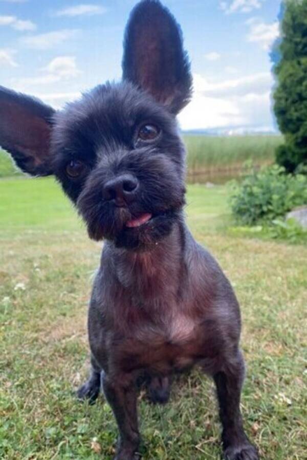 Hund - Ludde