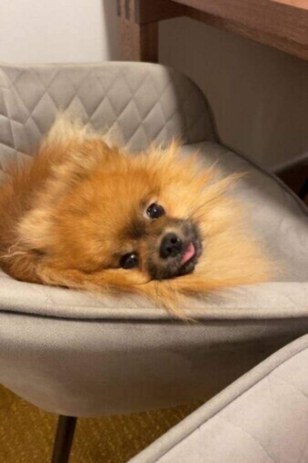 Hund - Archie 