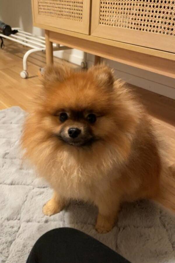 Hund - Archie 