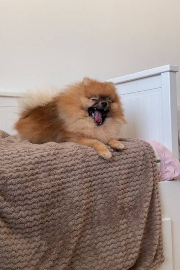 Hund - Archie 