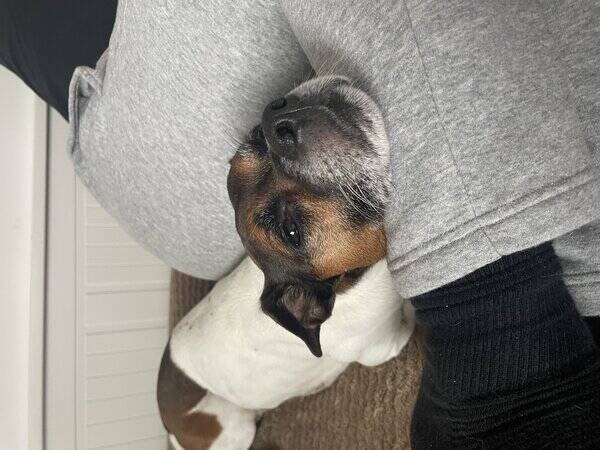 Hund - Baloo