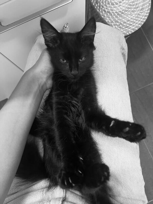 Katt - Katten Frans, Frasse