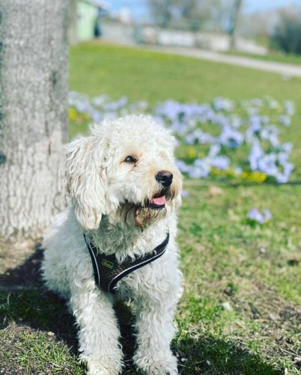 Hund - Cavapoo  