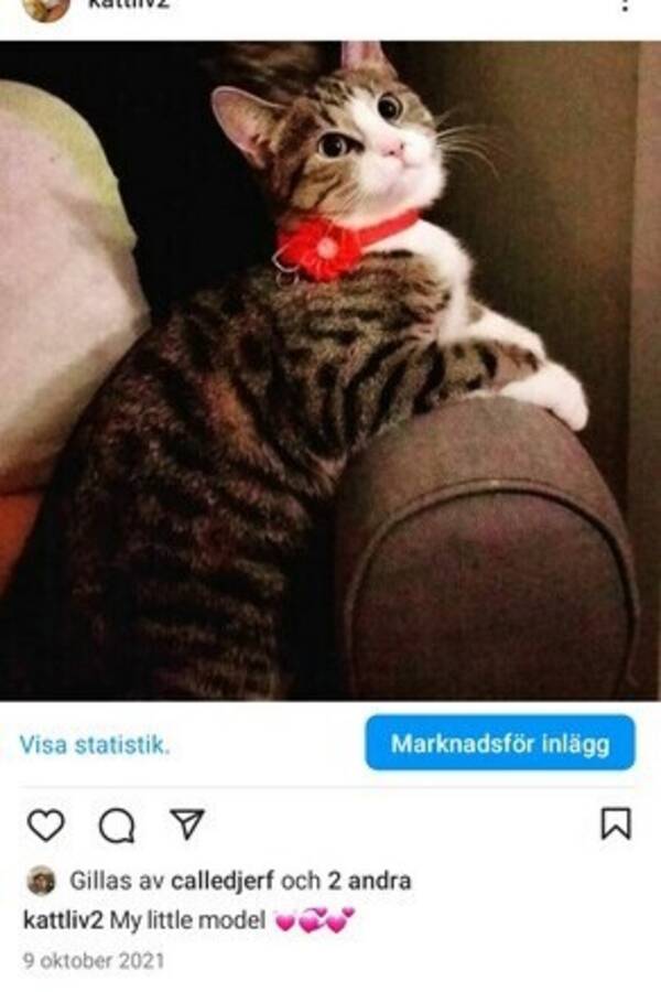 Katt - Flora