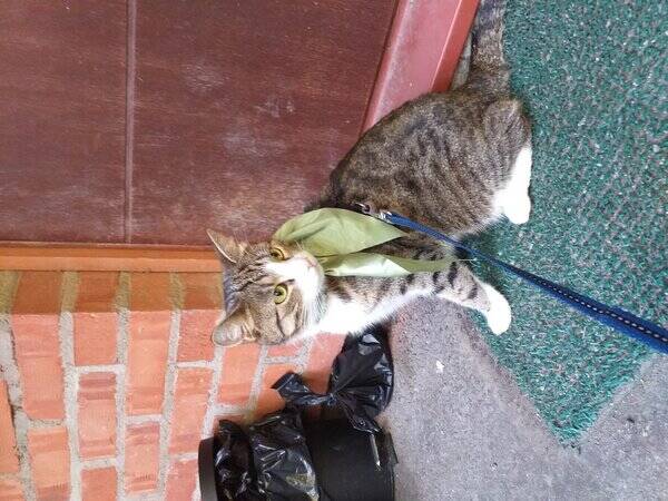 Katt - Flora