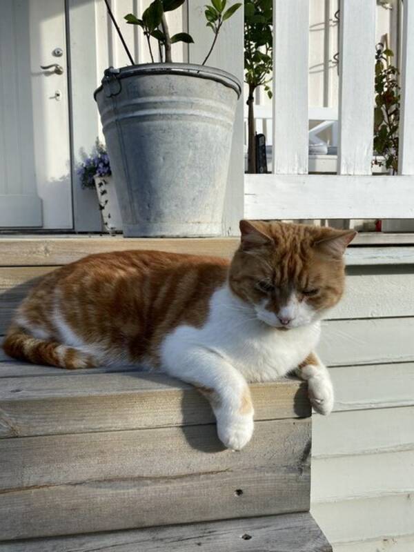 Katt - Toffe Katt - Toffe