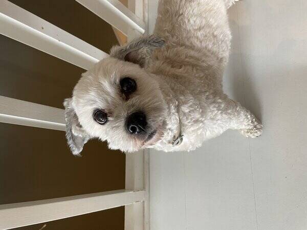 Hund - Havanais Nora Hund - Havanais Nora