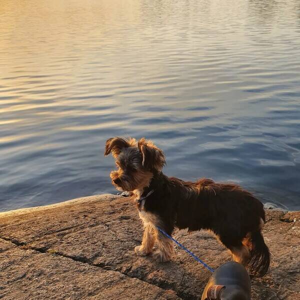 Hund - En yorkshireterrier 