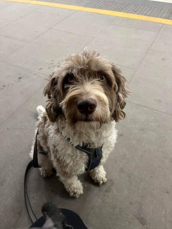 Hund - Cobberdog Fred